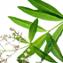 رایحه شاه پسند لیمویی Lemon Verbena note