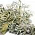 رایحه خزه بلوط Oakmoss note