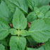 رایحه نعنا‌‌ هندی Patchouli note