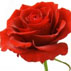 رایحه گل رز Rose note