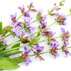 رایحه گل مریم‌گلی Sage note