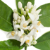 رایحه روغن بهار نارنج یا نرولی neroli note